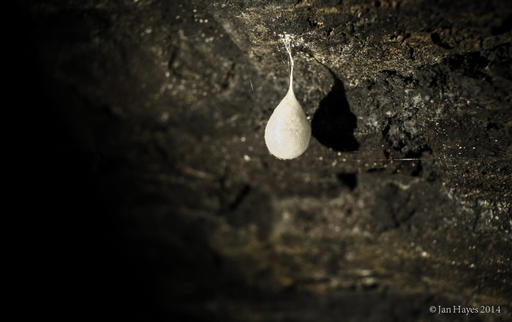 Meta Menardi or Cave Spider egg sack