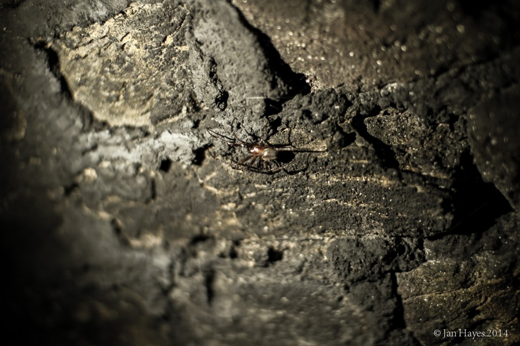 Meta Menardi or Cave Spider. Ugly but harmless.